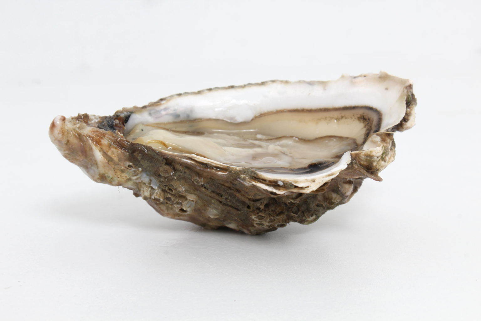 SPECIALE d’Utah 5kg Huitre N°2 (